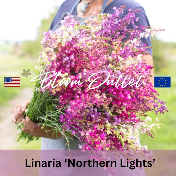 1000 Linaria Northern Lights Garden Seeds*Toadflax*Baby Snapdragon*AAS Award*White/Rose/Crimson/Lilac/Yellow/Orange Annual Flowers*FLAT SHIP