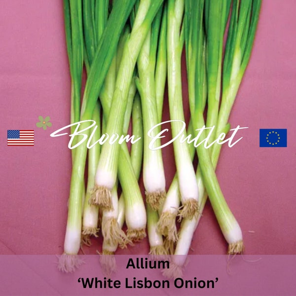 50/200 Vegetable Seeds WHITE LISBON Bunching Onion Seeds Spring Onion Shallots Scallion Seeds NON-Gmo