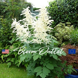 100/500 Goat's Beard Planting Seeds*Bride's Feathers*AGM Award*Shade Gardens*Aruncus dioicus sylvestris*Wald-Geißbart*FLAT RATE Shipping