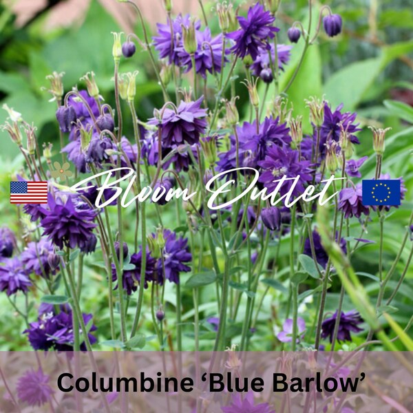 50 Columbine Blue Barlow Seeds*Granny's Bonnet*Double Violet Blue flowers*Aquilegia vulgaris*Perennial Garden Seeds*Gefüllte Akelei*FLAT SH