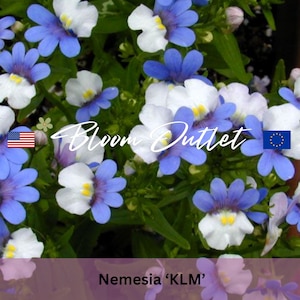 1000 Nemesia KLM Gardening Seeds*Floriferous Mid Blue and White Bicolored Flowers*Beddings/Borders*FS Quality*Nemesia strumosa*Flat Rate SH