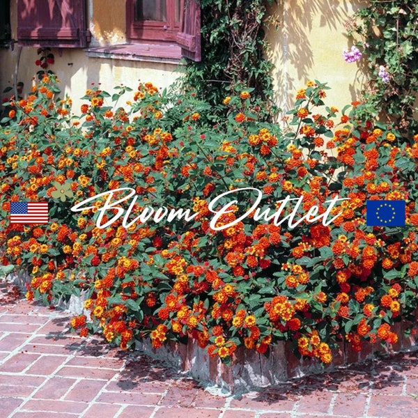 50/200 Lantana Seeds*Common Lantana*Shrub Verbena*Wild Sage*Blooms All Year*Indoor/Outdoor Plant*Evergreen Shrub*Orange/Red Yellow Flowers*