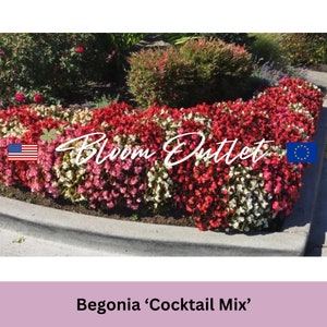 25 gepelleteerde begoniacocktailmix bloemzaden * wasblad begonia semperflorens * schaduwcontainertuinen * potten * perkgoed * landschapsplant * VLAKKE SH