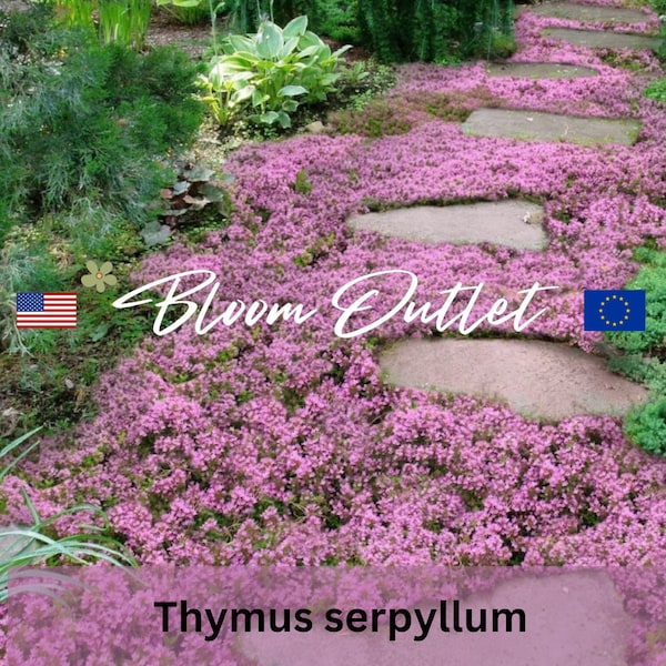 1000+ Creeping Thyme Ground cover Seeds*Thymus serpyllum*Breckland Thyme*Wild Thyme*Mother of Thyme*Deep Pink Groundcover*Fragrant Leaves*