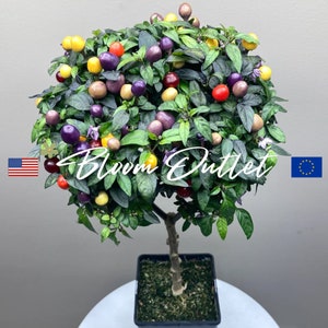 20 Pepper Seeds CHRISTMAS FILIUS BLUE Chili Pepper Seeds Vegetable Seeds Fruit Seeds Capsicum Ornamental Edible Garden Plant Seeds