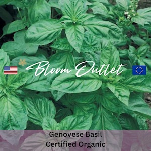 50/800 Basil Seeds GENOVESE SWEET BASIL Herb Herbal Garden Seeds Cooking Pesto Plant Seeds Certified Organic Non Gmo
