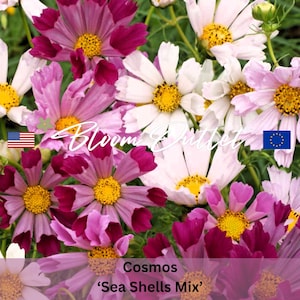 May include: Cosmos 'Sea Shells Mix' flower seeds. A close-up image of pink, white, and burgundy cosmos flowers with yellow centers. The flowers have ruffled petals and are in full bloom.