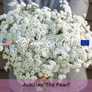 500 The Pearl Yarrow Seeds*Sneezewort*Sneezeweed*Achillea ptarmica*1st Yr Flowering*Semi double to double white Flowers*Cut/Dried*FLAT SHIP