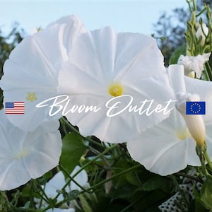 50/200 Morning Glory Pearly Gates Seeds*Ipomoea tricolor Vine*Stunning Large Pearl White Flowers*Up to 10 ft (3m)*Pergolas/Fences/Trellis