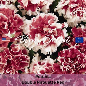 25 Petunia Double Pirouette Red Garden Seeds*Fully Double Ruffled 3-4 in/7-10cm Flowers*Bicolored*Picotee*Container Pot Plants*FLAT SHIPPING