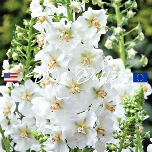 200/1000 Verbascum White Bride Mullein Flower Seeds*Flush of White*1st Yr Flowering Evergreen Perennial Plant*White Flowers/Orange Stamen