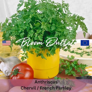 Könnte beinhalten: Ein gelber Topf mit einer grünen Pflanze, die darin wächst. Die Pflanze ist mit "Anthriscus Kerbel / Französischer Petersilie" beschriftet.
