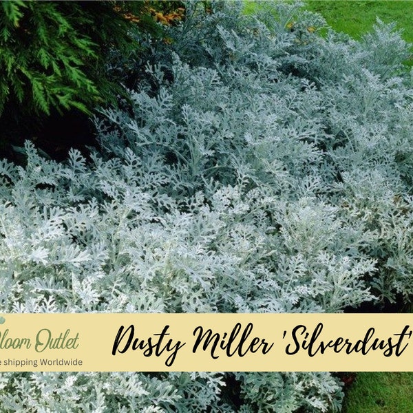 100 Silverdust Dusty Miller Flower Seeds, Southern Garden Silver Leaf Victorian Flower Plant Seeds, Senecio Cineraria Groundcover Seeds