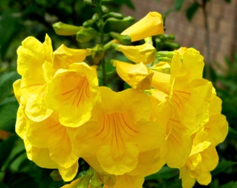 Semi di campanelle gialle 50/200 / Esperanza Trumpetbush / Fiori di tromba dorata / Tecoma stans / Fioritura in climi caldi