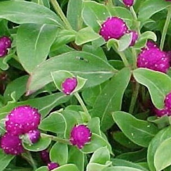 50 Buddy Purple Globe Amaranth Plant Seeds*Dried Flowers*Gomphrena globosa*Heat Tolerant*Low Maintenance*Spring to Fall*FLAT RATE SHIPPING