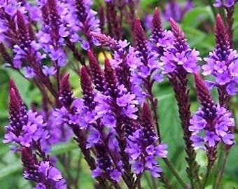 Könnte beinhalten: Nahaufnahme einer Gruppe von lila Verbenenblüten in voller Blüte. Die Blüten sind in Ähren angeordnet und haben ein zartes, federartiges Aussehen.