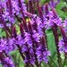 see more listings in the Perennial Biennial Seeds section