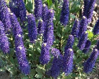190/570 Speedwell Garden Seeds*Veronica porphyriana*Blue Violet Dense Flower Spikes*Rock Garden*Perennial Groundcover*Drought Tolerant Plant