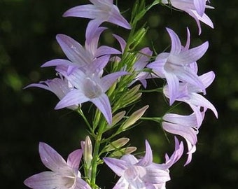 200 semillas de campanilla de Rampion*Verdura de raíz parecida al nabo y ornamental*Campanilla de Rover*Rapunzel*Campanula rapunculus samen*ENVÍO DE TARIFA PLANA