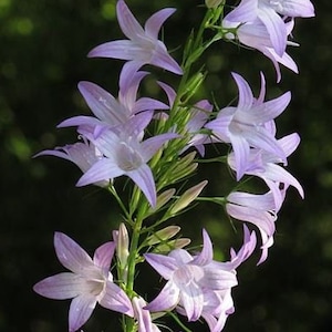 200個のランピオンベルフラワー種子*カブのような根菜と観賞用*ローバーベルフラワー*ラプンツェル*カンパニュララプンクルスサメン*定額送料