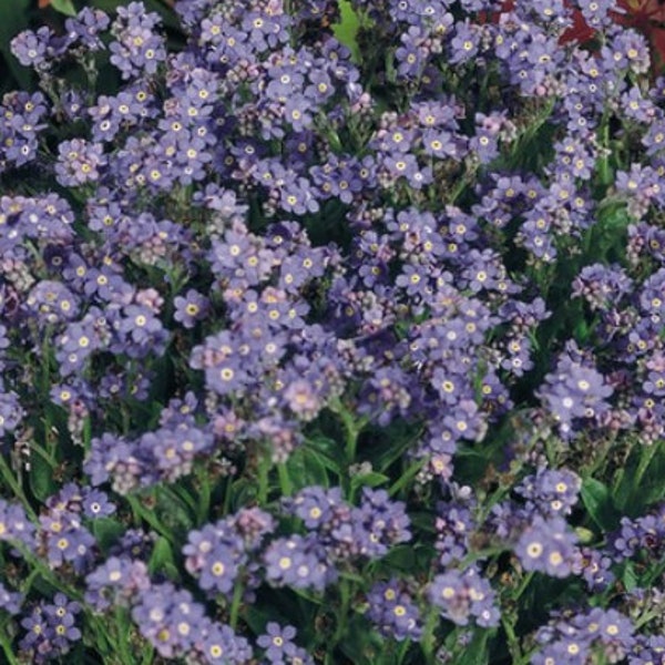 50 Bluesylva Flower Seeds*Forget Me Not*Myosotis sylvatica*Low Maintenance*Self Seeds*Wald-Vergissmeinnicht samen*Saatgut*FLAT RATE SHIPPING