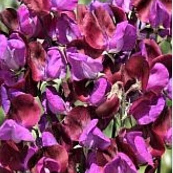 25 Sweet Pea Grandiflora Matucana Vine Seeds*Very Fragrant Climber*Intense Purple/Blue/Mauve Flowers*Lathyrus odoratus*Duft-Wicke*FLAT SH