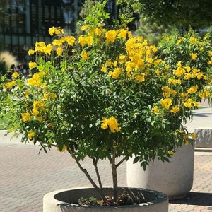 50/200 Yellow Bells Seeds*Yellow Trumpetbush/Elder*Trumpet Flowers*Esperanza*Tecoma stans var stans*Flowers all year in warm climate*FLAT SH