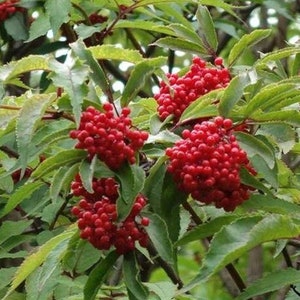 100 Red Elderberry Shrub Seeds*Sambucus racemosa*Red Elder*European Red Elder*Scarlet Elderberry*Red Fruit*Fragrant White Flowers*FLAT SH