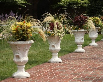50 Pony Tails Mexican Feather Ornamental Grass Planting Seeds*Evergreen*Adds Textures & Movement*Dream Gardens*Nassella tenuissima/Stipa*