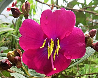 Tibouchina Seeds, 50 ANDEAN PRINCESS FLOWER Seeds, Iasiandra, Glory Bush, Tibouchina lepidota, Garden Plant Seeds, Tree Shrub Seeds*