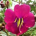 see more listings in the Tree, Shrub & Vine Seeds section