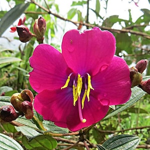 Tibouchina Seeds, 50 ANDEAN PRINCESS FLOWER Seeds, Iasiandra, Glory Bush, Tibouchina lepidota, Garden Plant Seeds, Tree Shrub Seeds*
