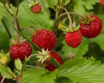 25/100 Semillas de fruta de fresa alpina mejoradas de Rügen*Fresas de contenedor*Baron Solemacher*Fragaria vesca semperflorens*Erdbeere*FLAT SH
