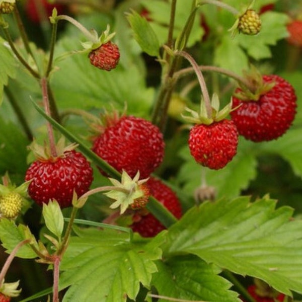 25/100 Alpine Strawberry Improved Rügen Fruit Seeds*Container Strawberries*Baron Solemacher*Fragaria vesca semperflorens*Erdbeere*FLAT SH