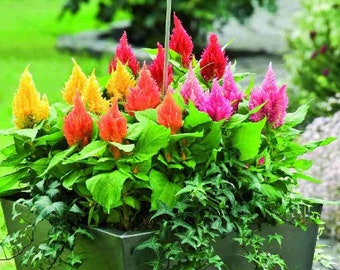 Semillas de Celosia Plumosa, colores intensos (50 semillas de flores anuales)