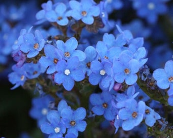 25/100/500 Blauer Engel Bugloss Gartensamen*Blaue Blume*Sommer Vergissmeinnicht*Anchusa capensis*Toleriert schlechten, trockenen Boden*Pflegearm*FLACH SH