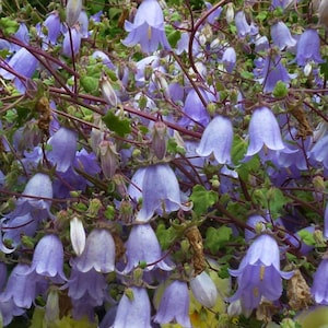 May include: A close-up of a cluster of delicate, light purple bell-shaped flowers blooming on a vine. The flowers are arranged in a cascading pattern, creating a beautiful and natural display.