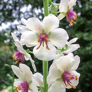 200/1000 Verbascum White Blush Blumen Gartensamen*Motte Königskerze Pflanzensamen Blumensamen