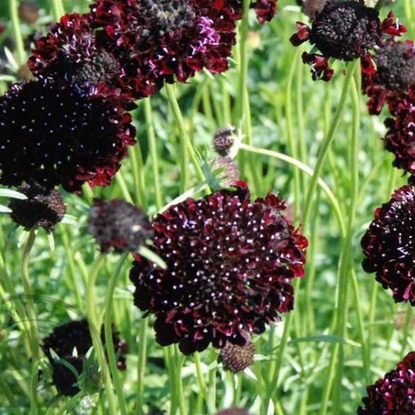 Black Knight Scabiosa - Etsy