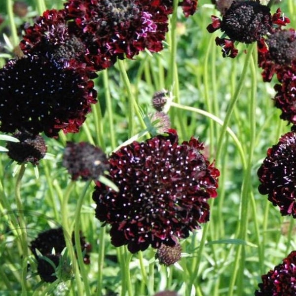 25 Semillas de flores de Black Knight Pincushion*Cerca de flores negras*Scabious*Schwarzrote Garten-Skabiose*Scabiosa atropurpurea*ENVÍO DE TARIFA PLANA*