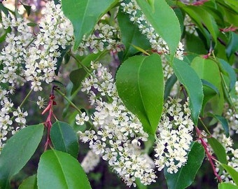 25/200 graines de cerisier noir de l'Est Prunus * Fleurs blanches parfumées * Baies rouge foncé à noires * Feuillage jaune vif * Source de nourriture pour oiseaux/mammifères