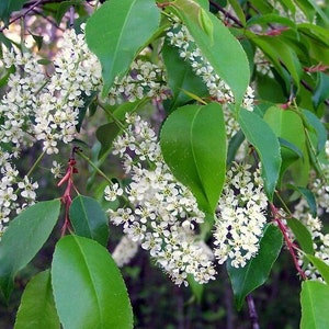 25/200 Prunus Eastern Black Cherry Seeds*White Fragrant Flowers*Dark Red to Black Berries*Vivid Yellow Foliage*Food Source for Birds/Mammals
