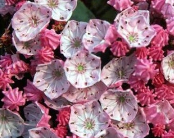 100/1000 Mountain Laurel Shrub Seeds*Spoonwood*Evergreen Shade Plant*Densely Packed Pink/Rose Flowers*Kalmia latifolia*Lorbeerrose*FLAT SHIP