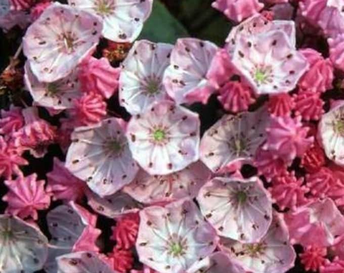 Mountain Laurel Spoonwood Seeds – Kalmia Latifolia, Flowering Tree, Pink/White – 1 To 5000 PCS