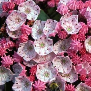 100/1000 Mountain Laurel Shrub Seeds*Spoonwood*Evergreen Shade Plant*Densely Packed Pink/Rose Flowers*Kalmia latifolia*Lorbeerrose*FLAT SHIP