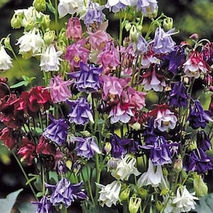 50 Grandmother&#39;s Garden Columbine Seeds*Aquilegia vulgaris*Antique type Flowers*Shade Plants*Mix of Pink/Burgundy/Purple/Red/White*FLAT SHIP