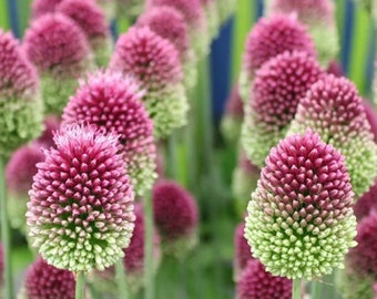 25 semillas de Allium sphaerocephalon (también conocido como ajo morado o ajo verde)*Cambia de color*Flores rojas, moradas o verdes en forma de huevo*Se autosembra*Puerro/ajo de cabeza redonda*