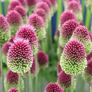 25 Drumstick Allium Seeds*Allium sphaerocephalon*Changes Colors*Red/Purple/Green Egg Shaped Flowers*Self Seeds*Round headed leek/garlic*