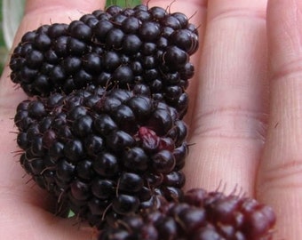 Fruit Seeds Raspberry Seeds ANDEAN RASPBERRY FRUIT Garden Plant Seeds Mora de Castilla Andes Berry Superior Flavor Rubus glaucus