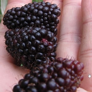 Fruit Seeds Raspberry Seeds ANDEAN RASPBERRY FRUIT Garden Plant Seeds Mora de Castilla Andes Berry Superior Flavor Rubus glaucus